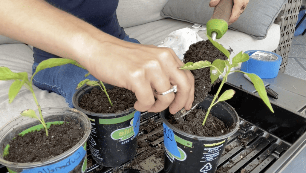 potting up peppers